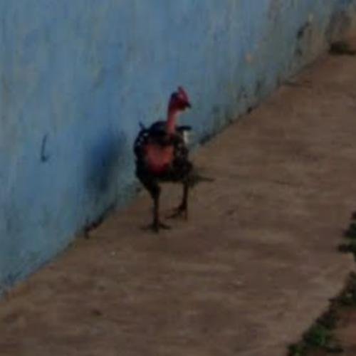 Discover juego chicken road